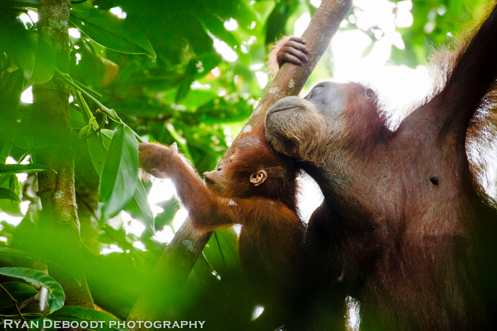 Baby Orangutan and mother in Gunung Leuser National Park.