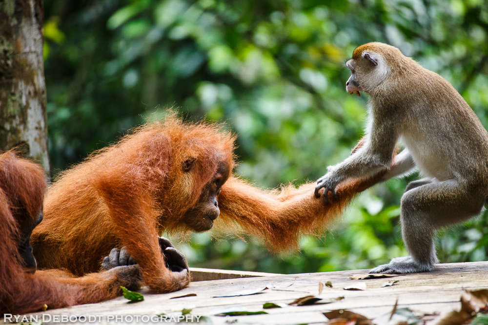 Orangutan vs Macaque battle royale!